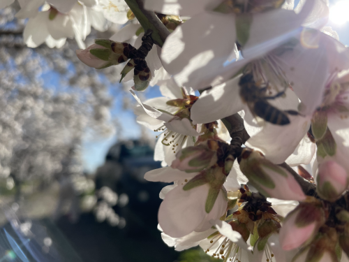 Bee in Almond Flower 2
