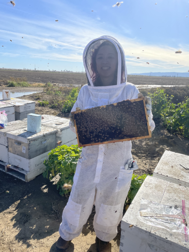 Hive Inspection 2